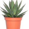 Agave (Agave 'Shaka Zulu') D 15 H 30 cm Für Sonne|Grünpflanzen