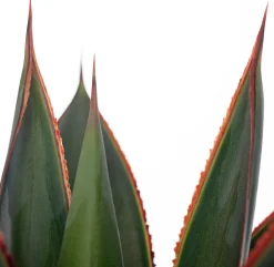 Agave (Agave 'Shaka Zulu') D 15 H 30 cm Für Sonne|Grünpflanzen