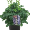 Discount Akelei (Aquilegia vulgaris 'Winky Blue White') D 19 H 45 cm Blühende Pflanzen|Mehrjährige Pflanzen