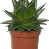 Outlet Aloe (Aloë aristata 'Cosmo') D 10,5 H 17 cm Kleine Zimmerpflanzen|Für Sonne