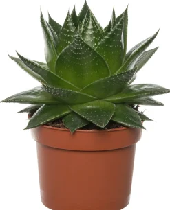 Outlet Aloe (Aloë aristata 'Cosmo') D 10,5 H 17 cm Kleine Zimmerpflanzen|Für Sonne