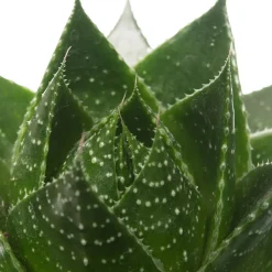 Outlet Aloe (Aloë aristata 'Cosmo') D 10,5 H 17 cm Kleine Zimmerpflanzen|Für Sonne