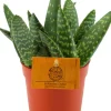 Best Aloe (Aloe 'Paradisicum') D 10,5 H 15 cm Kleine Zimmerpflanzen|Für Sonne
