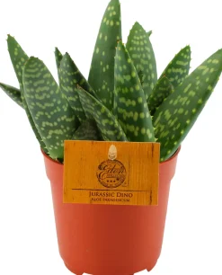 Best Aloe (Aloe 'Paradisicum') D 10,5 H 15 cm Kleine Zimmerpflanzen|Für Sonne