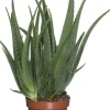 Aloe (Aloe vera) D 19 cm H 60 cm Für Sonne|Kakteen & Sukkulenten