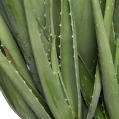 Aloe (Aloe vera) D 19 cm H 60 cm Für Sonne|Kakteen & Sukkulenten