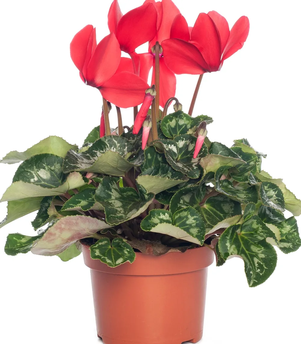 Outlet Alpenveilchen (Cyclamen), großblütig, rot D 13 cm Blühende Zimmerpflanzen|Alpenveilchen