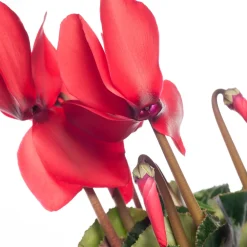 Outlet Alpenveilchen (Cyclamen), großblütig, rot D 13 cm Blühende Zimmerpflanzen|Alpenveilchen