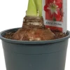 Discount Amaryllis (Hippeastrum 'Exotic Striped') D 14 H 25 cm Blühende Zimmerpflanzen|Kleine Zimmerpflanzen