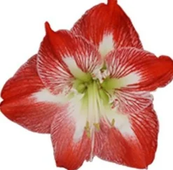 Discount Amaryllis (Hippeastrum 'Exotic Striped') D 14 H 25 cm Blühende Zimmerpflanzen|Kleine Zimmerpflanzen