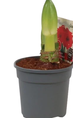 Discount Amaryllis (Hippeastrum 'Merry Christmas') D 13 H 25 cm Kleine Zimmerpflanzen|Blühende Zimmerpflanzen