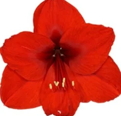 Discount Amaryllis (Hippeastrum 'Merry Christmas') D 13 H 25 cm Kleine Zimmerpflanzen|Blühende Zimmerpflanzen