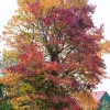 Hot Amerikanischer Amberbaum (Liquidambar styraciflua) Winterharte Pflanzen|Amberbaum