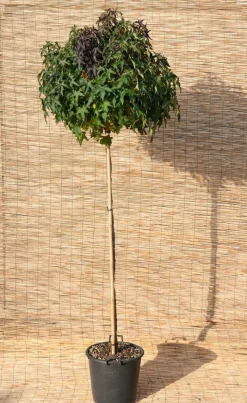 Clearance Amerikanischer Amberbaum (Liquidambar Styraciflua Gum Ball) Winterharte Pflanzen|Amberbaum