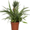 Best Ananaspflanze (Bromelia ananas 'Sol') D 12 H 45 cm Blühende Zimmerpflanzen|Bromelien