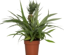 Best Ananaspflanze (Bromelia ananas 'Sol') D 12 H 45 cm Blühende Zimmerpflanzen|Bromelien