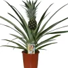 Best Ananasplant (Bromelia ananas 'Champaca') D 14 H 60 cm Blühende Zimmerpflanzen|Ananaspflanzen
