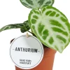 (Anthurium crystallinum 'Silver Blush') D 12 H 30 cm Grünpflanzen