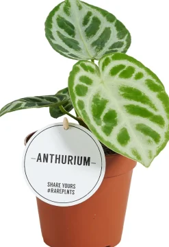 (Anthurium crystallinum 'Silver Blush') D 12 H 30 cm Grünpflanzen