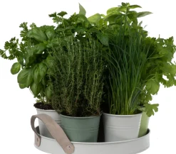 Discount Anzucht-Set Küchenkräuter inkl. Tablett und Töpfchen Gemüsesamen|Saatgut