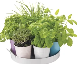 Discount Anzucht-Set Küchenkräuter inkl. Tablett und Töpfchen Gemüsesamen|Saatgut