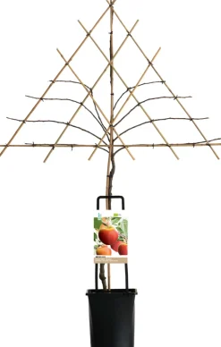 Outlet Apfelbaum Spalierform (Malus domestica 'Elstar') D 26 H 150 cm Blühende Pflanzen|Winterharte Pflanzen
