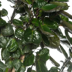 Sale Aralie (Polyscias 'Fabian') D 27 H 150 cm Große Pflanzen|Grünpflanzen