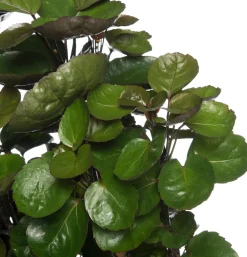 Aralie (Polyscias 'Fabian') D 24 H 110 cm Große Pflanzen|Grünpflanzen