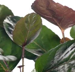 Outlet Aralie (Polyscias 'Fabian') D 19 H 65 cm Grünpflanzen|Polyscias