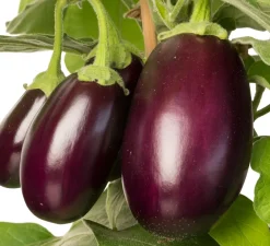 Aubergine (Solanum melongena) D 14 H 55 cm Obst, Gemüse & Kräuter|Gemüsepflanzen
