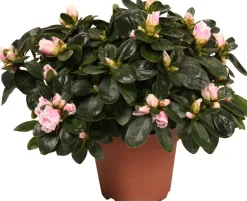 Discount Azalee (Rhododendron simsii) D 14 cm H 45 cm Blühende Zimmerpflanzen|Azaleen