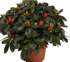 Discount Azalee (Rhododendron simsii) D 14 cm H 45 cm Blühende Zimmerpflanzen|Azaleen