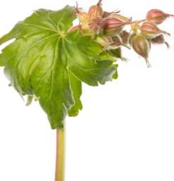 Balkan-Storchschnabel (Geranium macrorrhizum 'Czakor') D 11 cm Blühende Pflanzen|Immergrüne Pflanzen