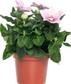 Sale Ballonblume (Platycodon grandiflorus) D 12 H 25 cm Blühende Pflanzen|Winterharte Pflanzen