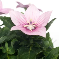 Sale Ballonblume (Platycodon grandiflorus) D 12 H 25 cm Blühende Pflanzen|Winterharte Pflanzen
