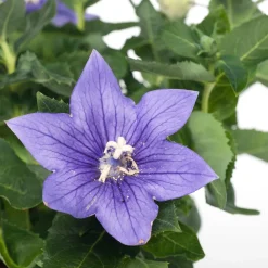 Sale Ballonblume (Platycodon grandiflorus) D 12 H 25 cm Blühende Pflanzen|Winterharte Pflanzen
