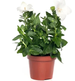 Sale Ballonblume (Platycodon grandiflorus) D 12 H 25 cm Blühende Pflanzen|Winterharte Pflanzen