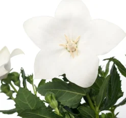 Sale Ballonblume (Platycodon grandiflorus) D 12 H 25 cm Blühende Pflanzen|Winterharte Pflanzen