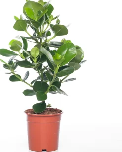 Best Balsamapfel (Clusia rosea 'Princess') D 17 H 55 cm Grünpflanzen