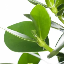 Best Balsamapfel (Clusia rosea 'Princess') D 17 H 55 cm Grünpflanzen