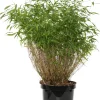 Sale Bambus (Fargesia murieliae 'Winter Black') D 35 H 80 cm Immergrüne Pflanzen|Winterharte Pflanzen