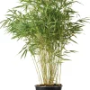 Sale Bambus (Fargesia murieliae 'Simba') D 23 H 80 cm Immergrüne Pflanzen|Winterharte Pflanzen