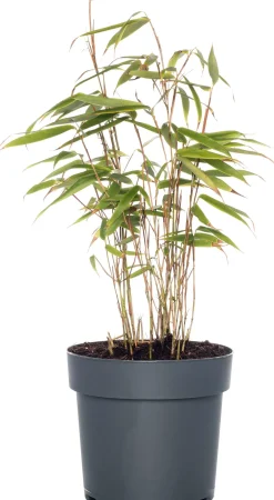 Online Bambus (Fargesia rufa) D 19 H 80 cm Immergrüne Pflanzen|Winterharte Pflanzen