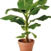 Clearance Bananenpflanze (Musa) D 28 H 80 cm Grünpflanzen|Bananenpflanzen