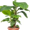 Hot Bananenpflanze (Musa 'Dwarf Cavendish') D 35 H 130 cm Große Pflanzen|Grünpflanzen