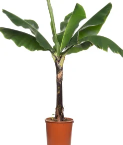 Clearance Bananenpflanze (Musa 'Dwarf Cavendish') D 34 H 180 cm Große Pflanzen|Grünpflanzen