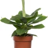 Hot Bananenpflanze (Musa 'Tropicana) D 17 cm H 60 cm Grünpflanzen|Bananenpflanzen