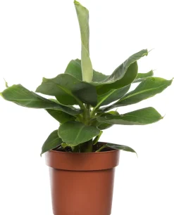 Hot Bananenpflanze (Musa 'Tropicana) D 17 cm H 60 cm Grünpflanzen|Bananenpflanzen