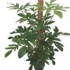 Best Baumfreund (Philodendron pedatum) D 24 H 120 cm Große Pflanzen|Grünpflanzen