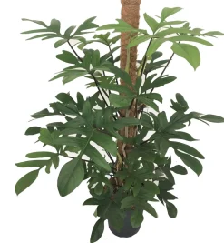 Best Baumfreund (Philodendron pedatum) D 24 H 120 cm Große Pflanzen|Grünpflanzen
